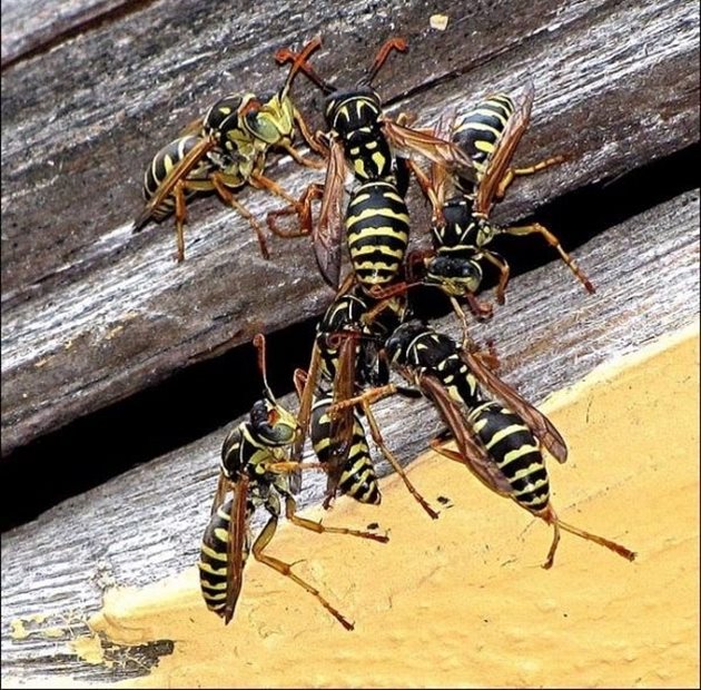 Унищожете гнездата на осите, които са в близост до пчелните кошери.


