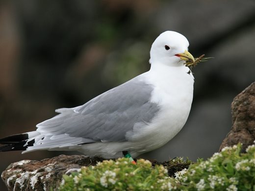 Птица, излюпена през 1975 г., беше намерена отново на шотландски остров