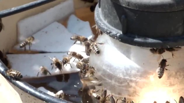 Водата наред с храната е жизнено необходима за пчелите. Те я използват за задоволяване на собствените си нужди, за отглеждане на пилото и за поддържане на оптимални условия от влага и топлина в пчелното гнездо.
