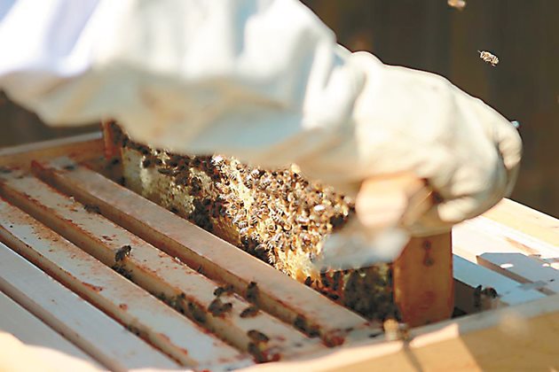 Първата задача на пчеларя е да определи силата на семейството в междините пчели. И в зависимост от нея е броят на питите, които ще останат за зимуване в кошера. Обикновено в гнездото се оставят толкова пити за зимуване, колкото пълни с пчели междини има към момента.