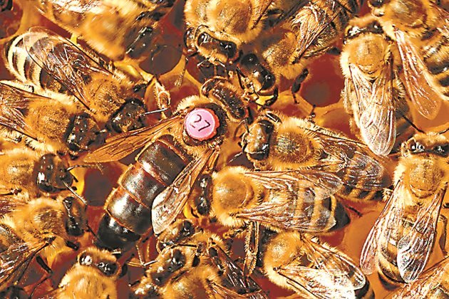 Зазимяването на запасни майки е на по 3-4 пити, които имат поне 3 пълни междини пчели.За целта се поставят по няколко в кошер, изолирани плътно помежду им с преградни дъски и с отделни входове в различни посоки.