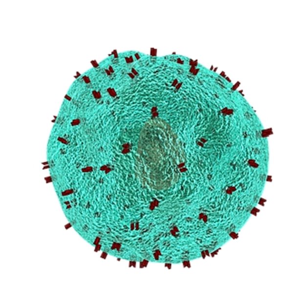 Т-клетка от имунната система