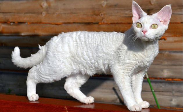 Котките с къдрава козина - порода корниш рекс, отделят по-малко алергени