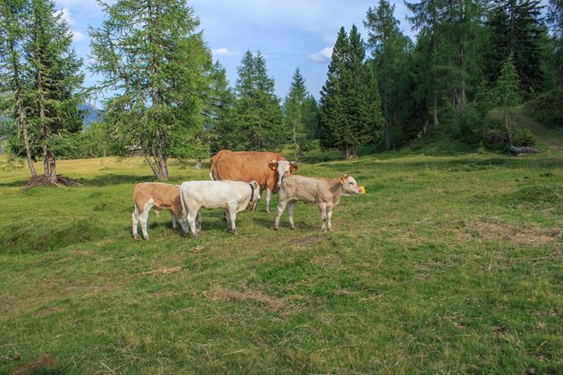 Недостигът на влага и този сезон доведе до намалени фуражни добиви и президентът на Асоциацията на производителите на говеждо месо в Канада Том Тийхроеб определя ситуацията като критична.