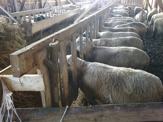 За да се предотврати заразяването на овцете с краста, стадата трябва да се отглеждат в сухи и по-просторни помещения, за да се намали прекият контакт помежду им