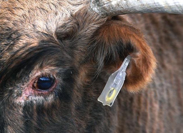Блутут устройство в ухото на животното проследява движението му, телесната температура, активносттта му и предава данните в приложение за смартфон Снимка: Journal advocate