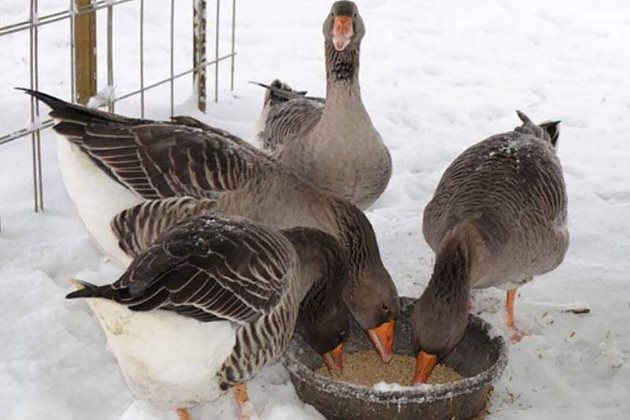 Начинът на хранене и режимът на осветление съществено влияят на носливостта на гъските през зимния период