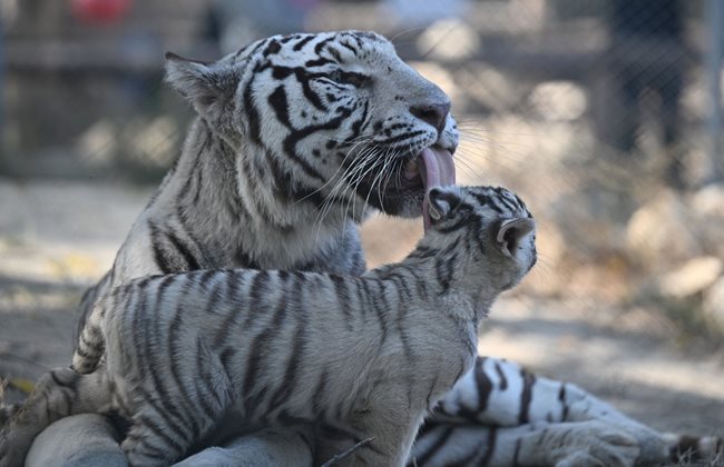 Майката Бела с едно от малките тигърчета