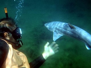 Акулата на плажа в Бургас заблудена, в Черно море са до метър и половина и не са опасни