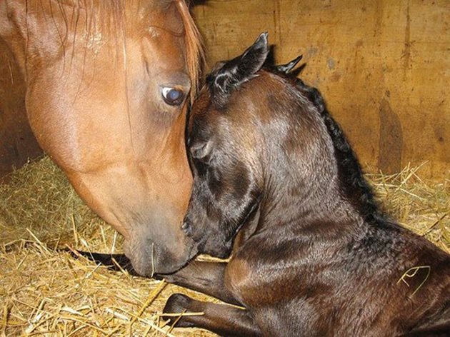 Добре гледаната бременна кобила ще ви зарадва с раждането на здраво и жизнено жребче
