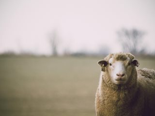 Защо овцете имат правоъгълни зеници?