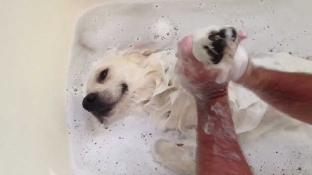 Къпете редовно кучето си