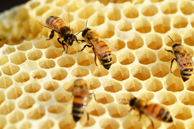 От особено значение за доброто развитие на пчелните семейства сега е постоянното осигуряване на площи за снасянето на яйца от пчелната майка.