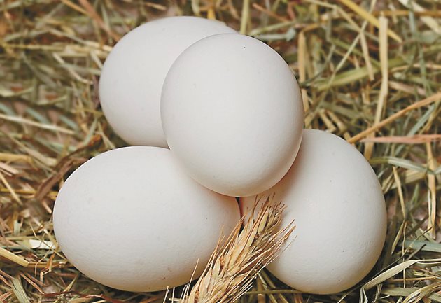 Яйцата и месото на токачките са по-вкусни и по-хранителни от кокошите. Важно е да знаете, че яйцата на токачките (жълтъците) не предизвикват алергична реакция при деца и възрастни.