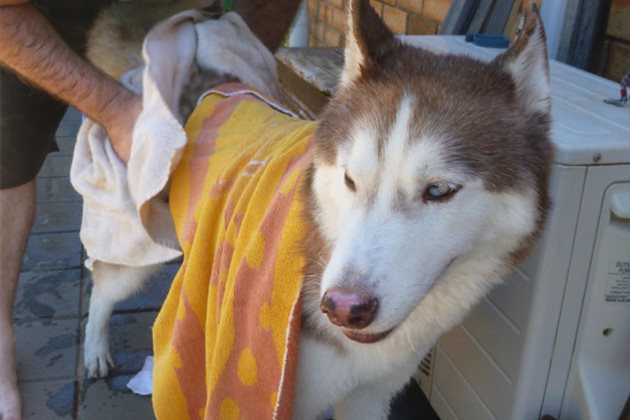 Непременно подсушавайте изкъпаното куче с кърпа