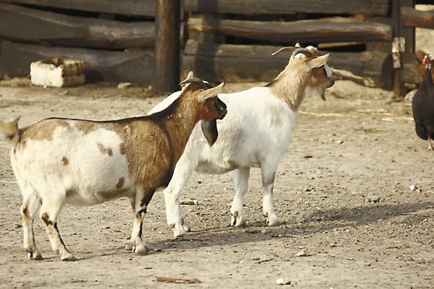 Дажбите на бременната коза трябва да бъдат балансирани по хранителни вещества и съставени от фуражи с високо качество.
