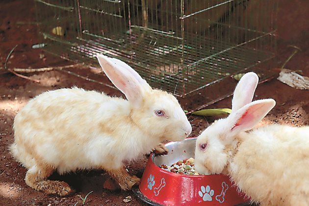 Храносмилателният процес при зайците е подреден по такъв начин, че храната се избутва през вече погълната и за да се избегнат проблеми с храносмилането, не трябва зайците да се държаг гладни.