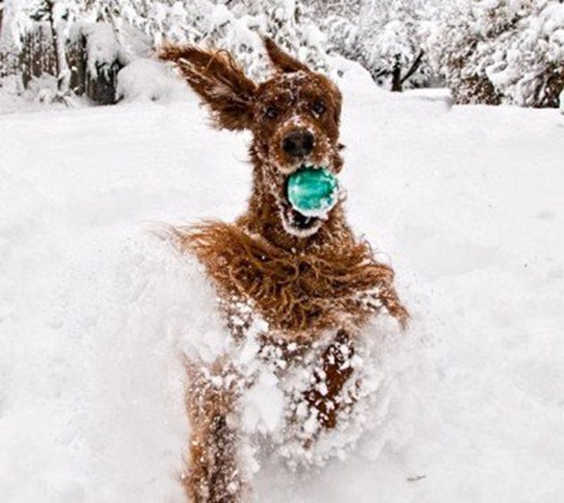 Когато разхождате кучето, карайте го да тича и играе в снега. Изразходваната енергия ще го загрее и ще елиминирате опасността от преохлаждане.