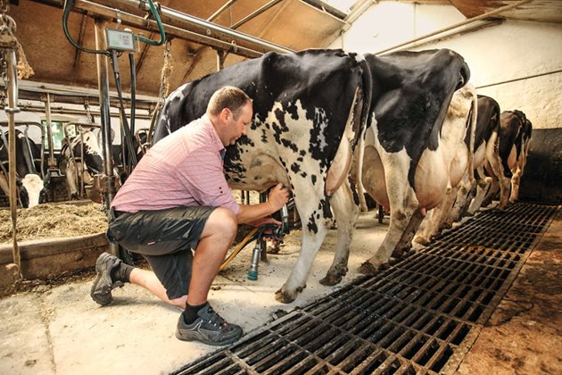 В  млечните кравеферми в Южна Германия все още масово отглеждат животните вързано  Снимка: Top agrar/Heil