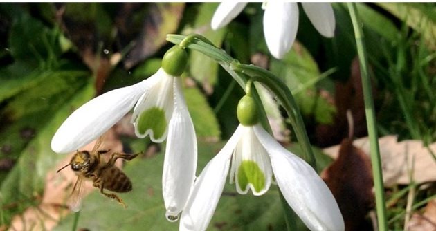 Когато пчелите започнат да носят усилено цветен прашец и обогатят чрез него организма си с белтъчини, тогава може да се премине към подхранване със захарен сироп