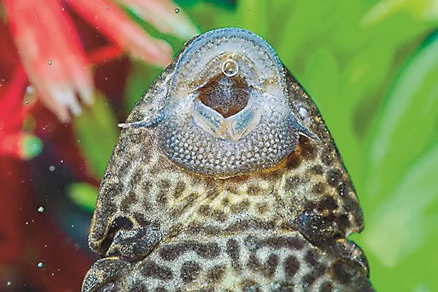 Bristlenose plecos са естествени "чистачи" на аквариумите - с устата си е всмукват водорасли, камъчета и други отломки