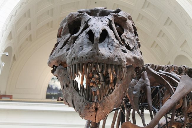 Скелет на динозавър
