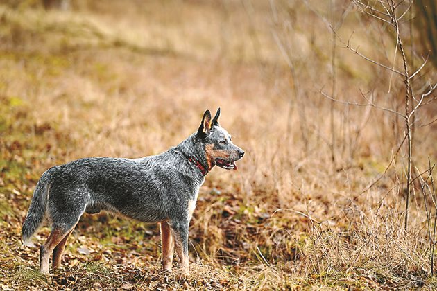 Австралийски кетълдог / Australian Cattle Dog