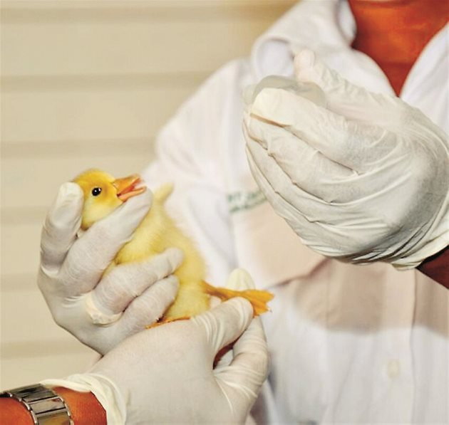 Ветеринарните специалисти алармират - използването на ваксини в птицевъдството гарантира свеждане до минимум на появата на опасни клинични заболявания