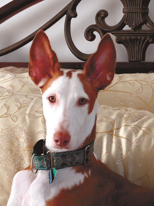 Испанска хрътка Ибиса / Ibizan Hound