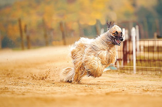 Тичаща Афганска хрътка / Afghan Hound