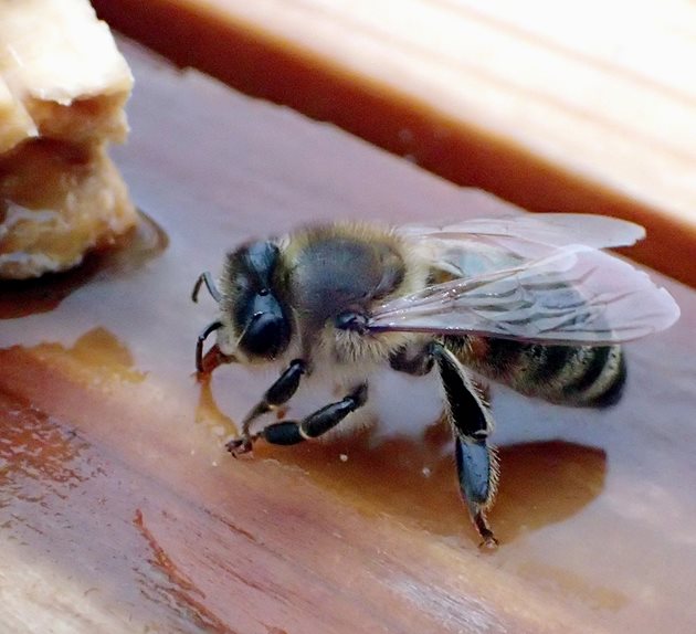 Пчеларят е създал собствена система за поене на пчелите. СНИМКИ: ДЕСИСЛАВА КУЛЕЛИЕВА