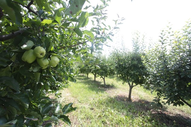 Ябълковата градина на Мариян засега е 12 дка