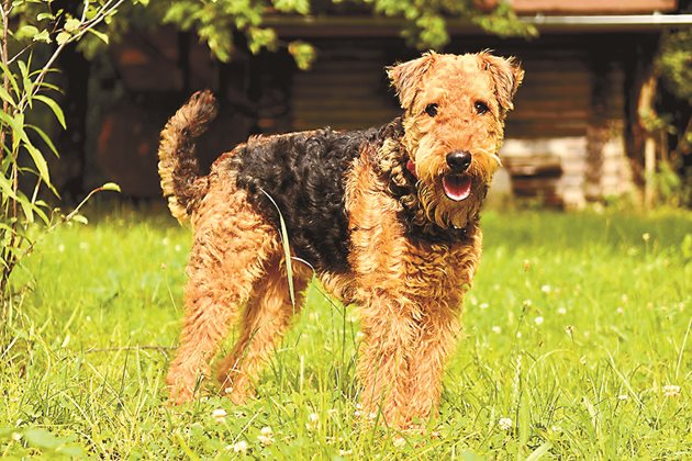 Еърдейл териер / Airedale Terrier