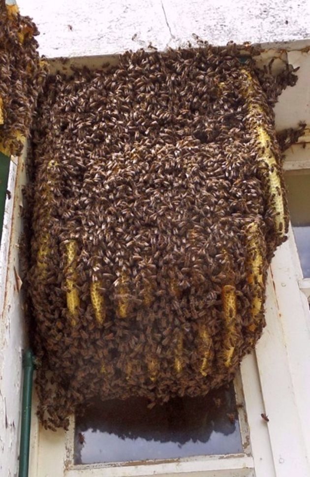 Пчелните рояци често могат да се видят по прозорците и щорите на къщите във Франция