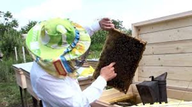 Около 90% от изнесения молдовски мед се доставя в страните от Европейския съюз. Това се улеснява от споразумението за свободна търговия, подписано между Молдова и ЕС през 2014 г.
Значителна помощ за Молдова в развитието на нейната пчеларска индустрия се оказва от различни международни агенции. 