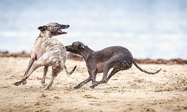 Италиански грейхаунд / Italian Greyhound