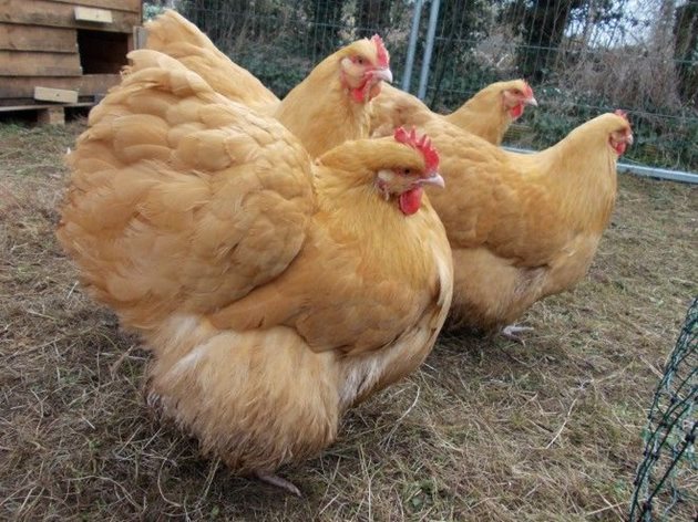 Тези кокошки порода Орпингтон не са затлъстели, а перушината им е пухкава