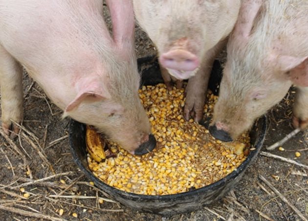 Изхранвайте на свинете си безопасен фураж