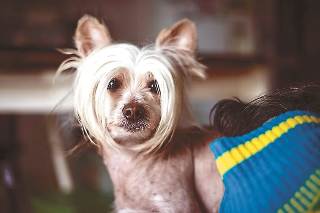 Китайско голо качулато куче / Chinese Crested Dog