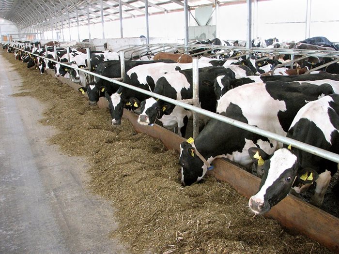 Обвързаното подпомагане на млечните крави ще бъде в размер на 272 лева на животно, а на тези за месо - 206 лева. Най-висока е ставката за крави под селекционен контрол - 275 лв.