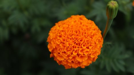 Тагетесът - любимото цвете на лятото