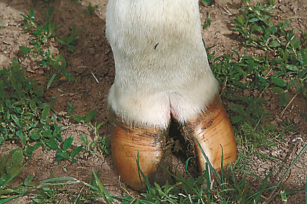 Амонякът от непочистения оборски тор засяга копитата, предимно задните, поради което животните ходят, опирайки се на предната част; наблюдава се деформация на предните крайници и гръбначния стълб.
