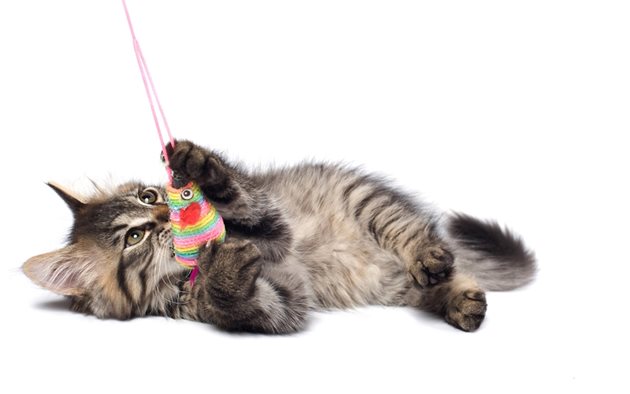 Котките със сангвиничен темперамент са игриви и уравновесени