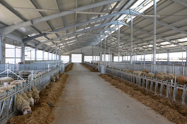 Една от най-модерните български овцеферми в Долни Дъбник е реализирана съвместно с фирма Агритоп – проектиране и цялостно оборудване