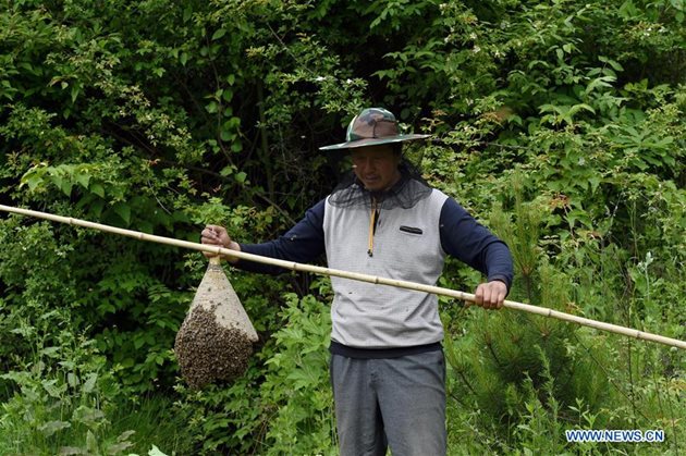 През 2017 г. с подкрепата на местната власт селяните създали кооператив за отглеждане на пчели и започнали да произвеждат мед. Снимки: Ма Нин, Синхуа