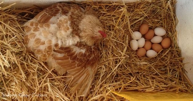 Колко яйца да сложите под мътачката - зависи какъв вид птица ползвате. Най-много яйца люпят кокошките.