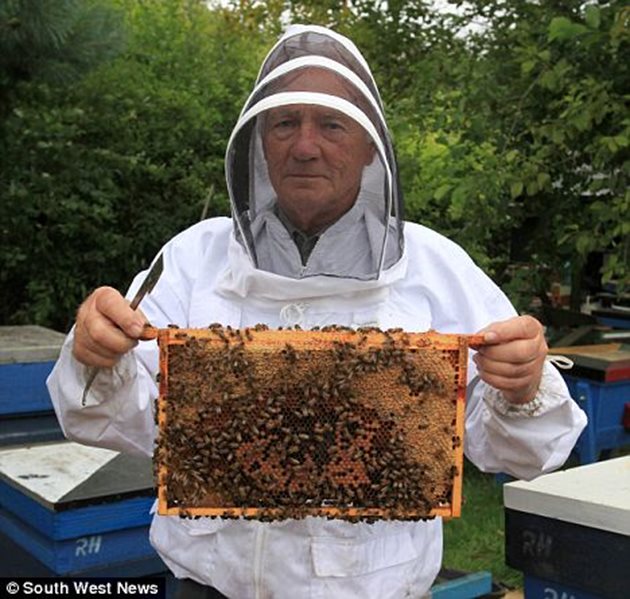 Испания има 2.45 млн. пчелни кошери, което го прави най-голямата пчеларска нация в Европа с дял от 15.66% от общия брой пчелни кошери, регистрирани в ЕС.  Снимка South West News