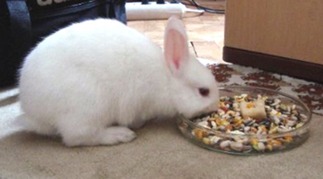 Добавяйте висококачествени гранули за декоративни зайци само по 1-2 супени лъжици дневно.
