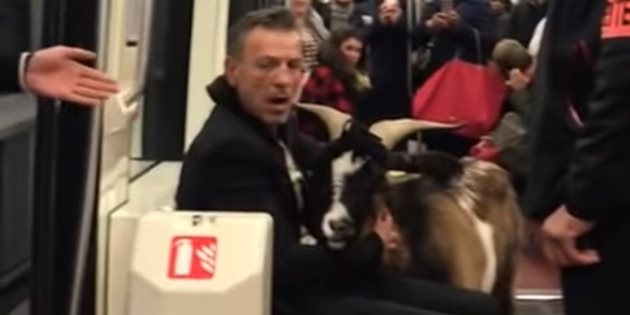 Мъжът с откраднатата коза в парижкото метро Снимка: Twitter