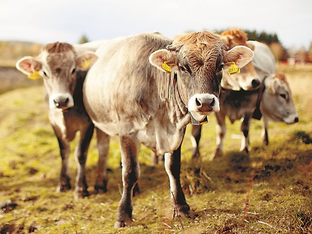 „Чрез наблюдения на поведението на стадото върху повече от 30 000 глави добитък и регистрирани повече от 75 милиона пасищни часа, типичната ферма ще има само един импулс на всеки 30 звукови сигнала“, казва Син Фос Будал, генерален мениджър на Nofence UK